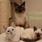 Newton, Orfeusz & Cody