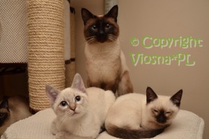 Newton, Orfeusz & Cody