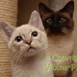 Newton & Cody