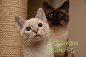 Newton & Cody