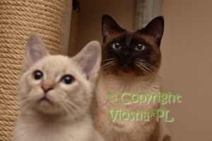 Newton & Cody