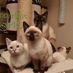 Newton, Neo & Cody