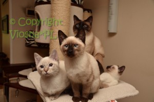 Newton, Neo & Cody