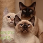 Newton, Neo & Cody