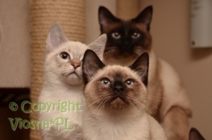 Newton, Neo & Cody