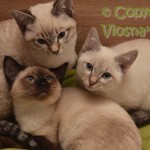 Miot N Viosna*PL