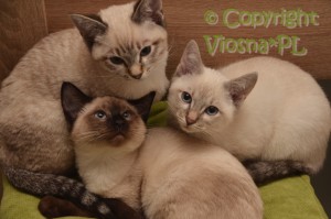 Miot N Viosna*PL