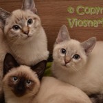 Miot N Viosna*PL