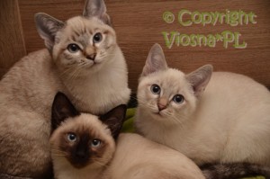 Miot N Viosna*PL