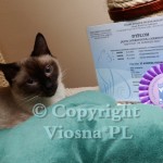 GIC Elmirka Viosna*PL