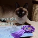 GIC Elmirka Viosna*PL