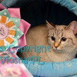 Helenka Viosna*PL