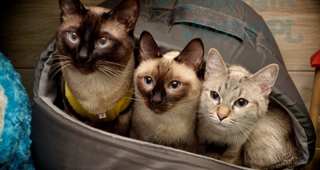  Regular health check in cat – why even bother writing about it?