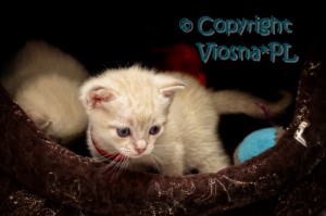 Ruby Viosna*PL