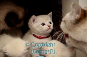 Ruby Viosna*PL