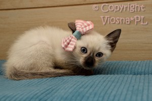 Penny Viosna*PL
