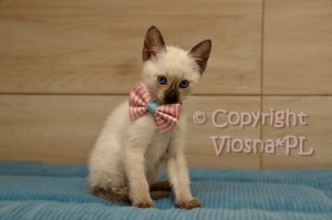 Penny Viosna*PL