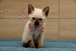 Penny Viosna*PL