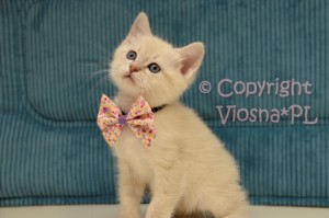 Robin Viosna*PL