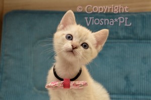 Ruby Viosna*PL