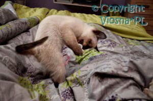 Pixel Viosna*PL