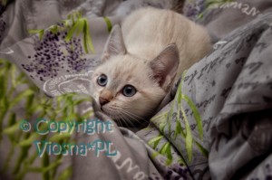 Ruby Viosna*PL
