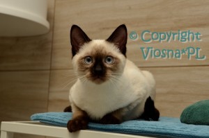 Pedro Viosna*PL