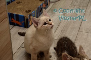 Robin Viosna*PL