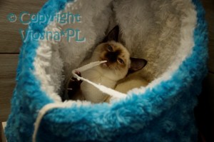 Penny Viosna*PL