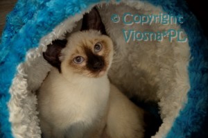 Penny Viosna*PL