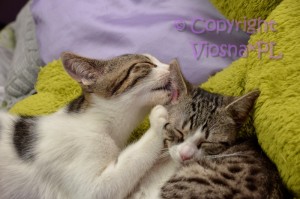 Gucio i Molly