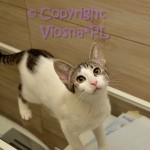 Halinka