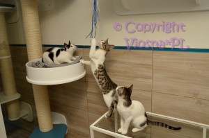 Panda, Molly i Halinka