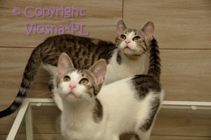 Halinka i Molly