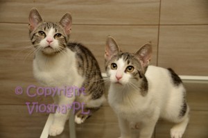 Molly i Halinka