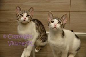 Molly i Halinka