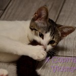 Halinka