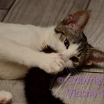 Halinka