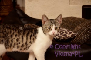 Molly Viosna(*PL