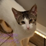 Halinka