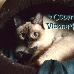 Elmirka & Miot L Viosna*PL