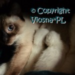 Elmirka & Miot L Viosna*PL