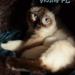 Elmirka & Miot L Viosna*PL