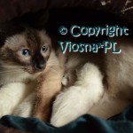Elmirka & Miot L Viosna*PL