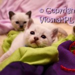 Miot K Viosna*PL