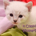 Kevin Viosna*PL