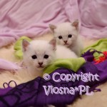 Miot K Viosna*PL