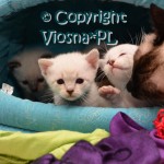Miot K Viosna*PL