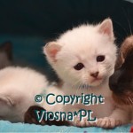 Miot K Viosna*PL