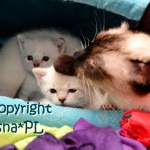 Miot K Viosna*PL